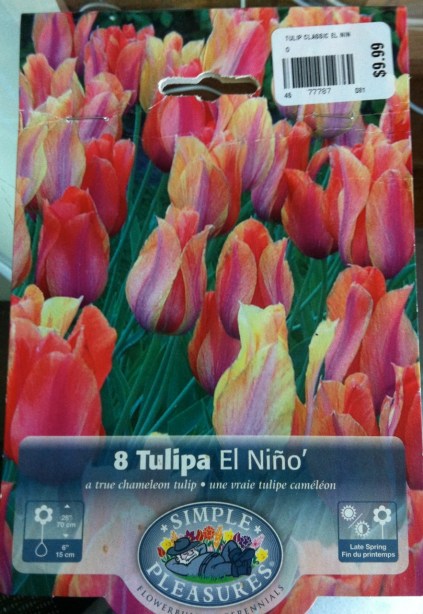 These were the most amazing tulips in the garden: Simple Pleasures brand "El Nino" bulbs.