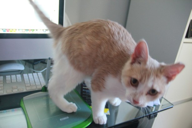 I have exactly no shots of this cat that aren't blurry. He's always moving at the speed of blur.