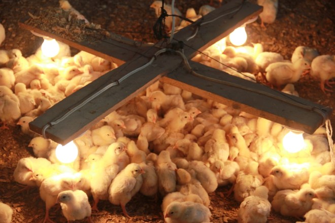 Lots of baby chicks!