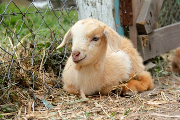 Baby goat!