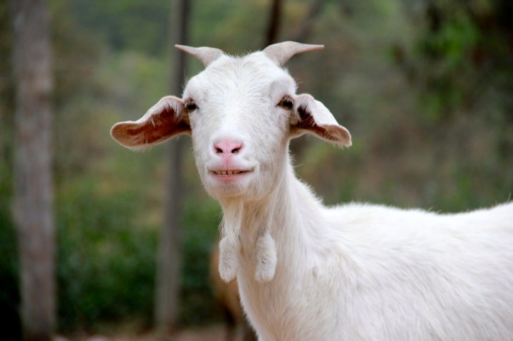 K, this one's not a baby but that Mona Lisa smile is pretty irresistible.