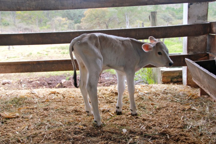 calf